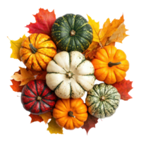 Colorful Pumpkins heap on autumn leaves top view isolate on transparent background png