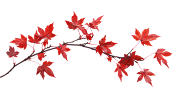 Maple branch with red leaves isolate on transparent background png