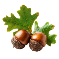 Acorns with Brown Oak Leaves isolate on transparent background png