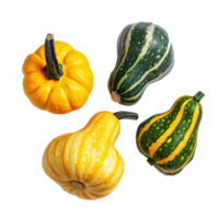 Autumn Squashes top view isolate on transparent background png