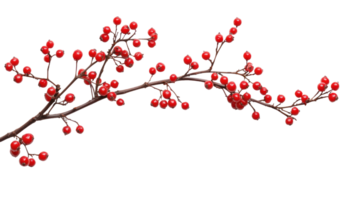 Branch with red berries isolate on transparent background png