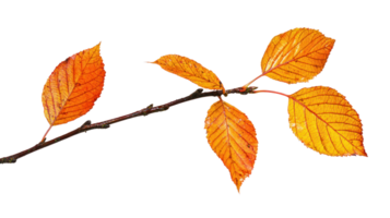 Autumn branch with only one Leaf isolate on transparent background png
