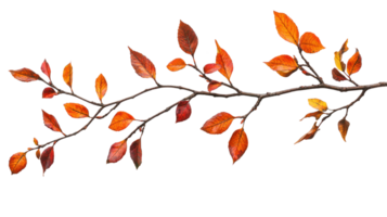 Autumn branch isolate on transparent background png