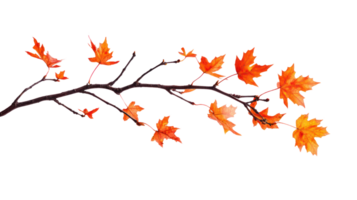 Maple branch and leaves, autumn color isolate on transparent background png