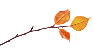Autumn branch with only one Leaf isolate on transparent background png