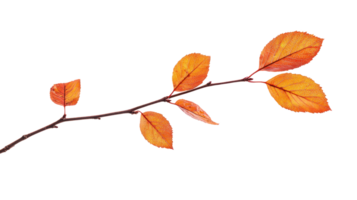 Autumn branch with only one Leaf isolate on transparent background png