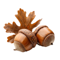Acorns with Brown Oak Leaves isolate on transparent background png