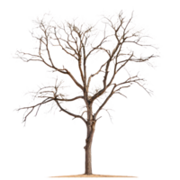 Autumn dead tree front view isolate on transparent background png