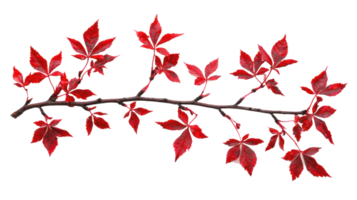 Maple branch with red leaves isolate on transparent background png