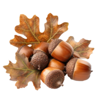 Acorns with Brown Oak Leaves isolate on transparent background png