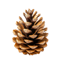 Pine cone front view isolate on transparent background png