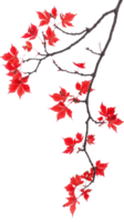 Maple branch with red leaves isolate on transparent background png