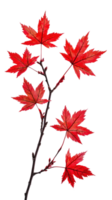 Maple branch with red leaves isolate on transparent background png