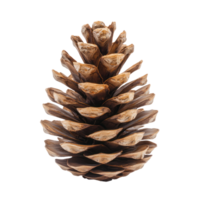 Pine cone front view isolate on transparent background png