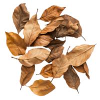Brown autumn dry tree leaves top view isolate on transparent background png