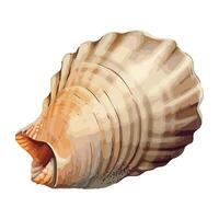 Seashell animal shells in decoration design icon isolated vector