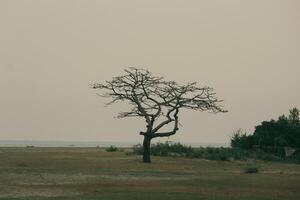 A Lone Tree in Nijhum Dwip, Waiting for Spring to Bloom photo