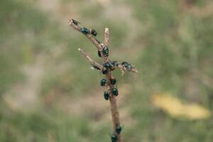 Many Flies Perched on a Tree Branch, A Unique Nature Scene photo