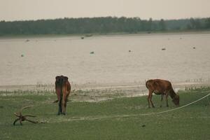 Calf and Mother Cow Grazing by the River in a Beautiful Setting photo