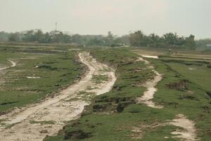 Beautiful Road and Lush Fields in Nijhum Dwip During the Rainy Season photo