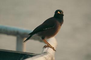 Starling Bird Sitting Elegantly on a Launch, Looking Up at the Sky photo