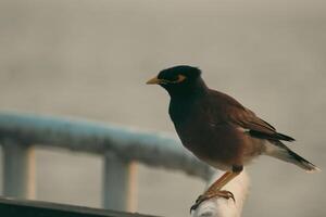 A Lonely Starling Bird Sitting on a Railing by the River in Bangladesh photo