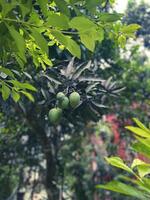 Green Mangoes Are Hanging On The Tree photo