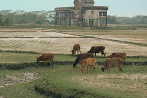 Peaceful Cows Grazing in a Green Field on Cloudy Day in Nijhum Dwip, Bangladesh photo