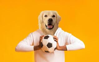 A joyful golden retriever stands upright, holding a soccer ball in front of its chest. The vibrant yellow background enhances the lively atmosphere, showcasing the dog's playful nature photo