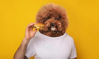 A dog with a fluffy coat appears to be holding a cheeseburger while standing against a vibrant yellow background. The playful scene captures a lighthearted moment photo