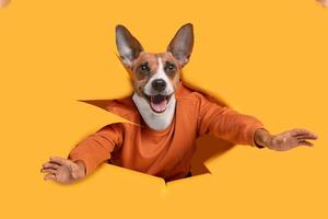 A dog wearing an orange sweatshirt is breaking through a yellow paper background. The dog has a happy expression on its face, with its tongue sticking out. photo