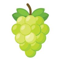 Grapes illustration WHITE BACKGROUND vector