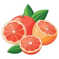 Grapefruit with leaves and slices on a white background vector