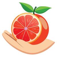 Grapefruit in hand vector