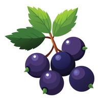 A bunch of blackberries on a white background vector