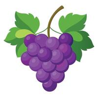 Grapes on a vine illustration vector