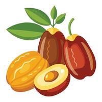 Cocoa fruit and cocoa beans illustration vector