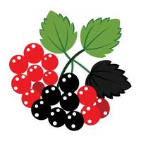 Red and black berries on a white background vector