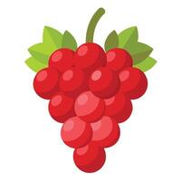 Grapes on a white background vector