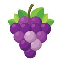 Grapes on a white background vector