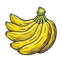 A bunch of bananas on a white background vector