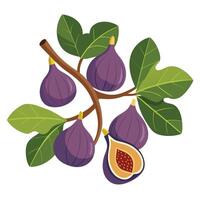 Figs on a branch with leaves and leaves vector