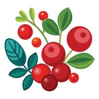Red berries and leaves on a white background vector