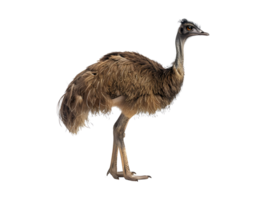 Emu, isolated on a transparent background png