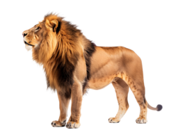 Lion standing, isolated on a transparent background png