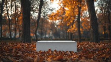 A white, rectangular platform sits on a forest floor covered in brown and orange leaves. Tall trees are blurred in the background. photo