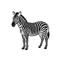 Zebra Silhouette- Editable on white background Perfect for Any Project vector