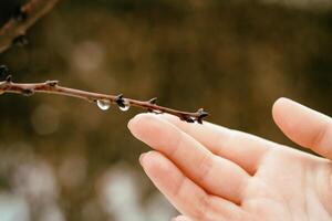 A woman's hand touches a branch from which a drop of rain flows photo