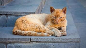 Homeless ginger cat on a gray background photo