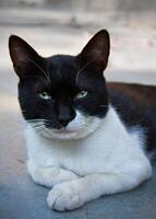 Portrait of a homeless black and white cat with an unusual pattern on the face photo